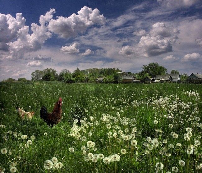 http://englishrussia.com/images/countryside_summer/1.jpg