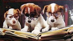 Dogs-Reading
